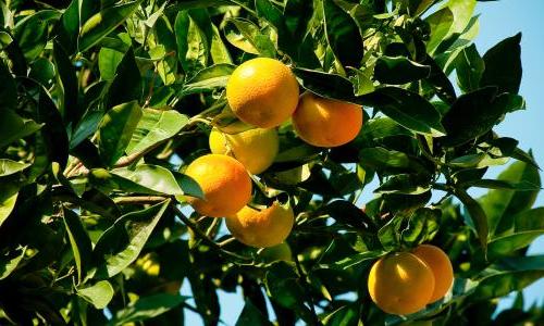 Oranges on a tree.